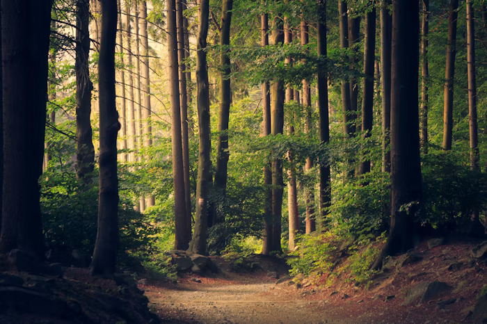 Forest canopy representing sustainability standards