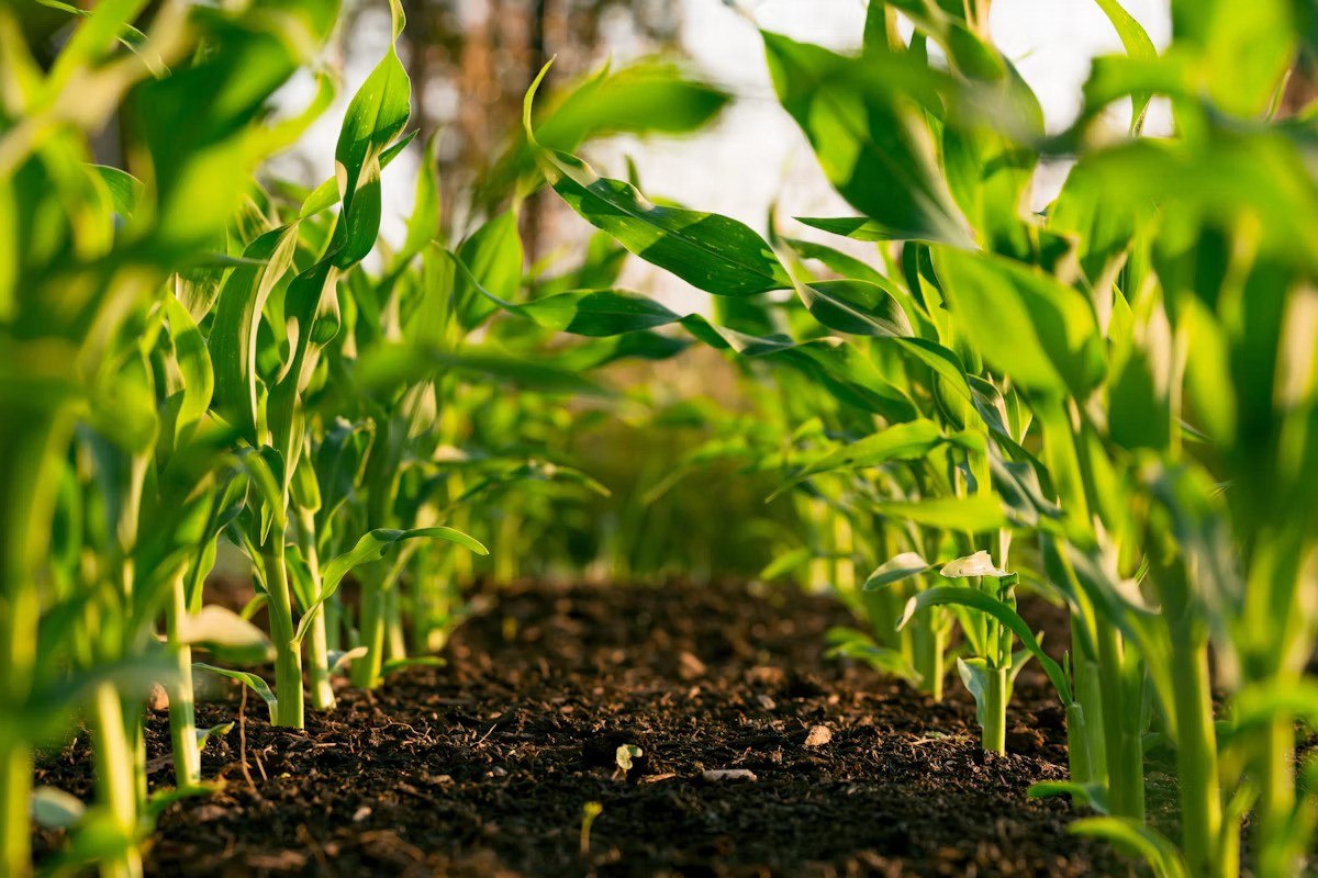 Agricultural landscape used for crop intelligence